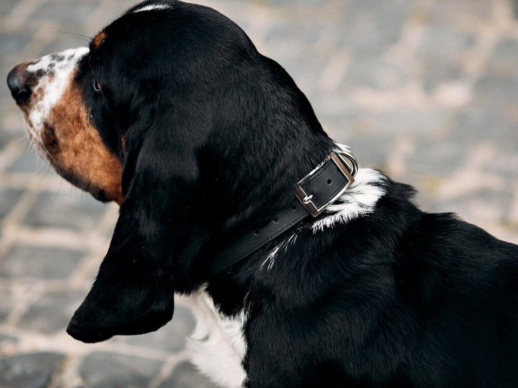 Crazy Horse Leather Dog Collar - Black - Image 5