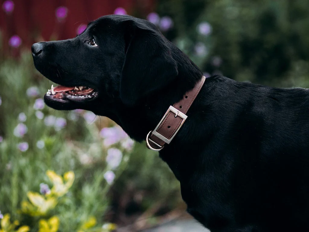 Crazy Horse Leather Dog Collar - Brown - Image 4