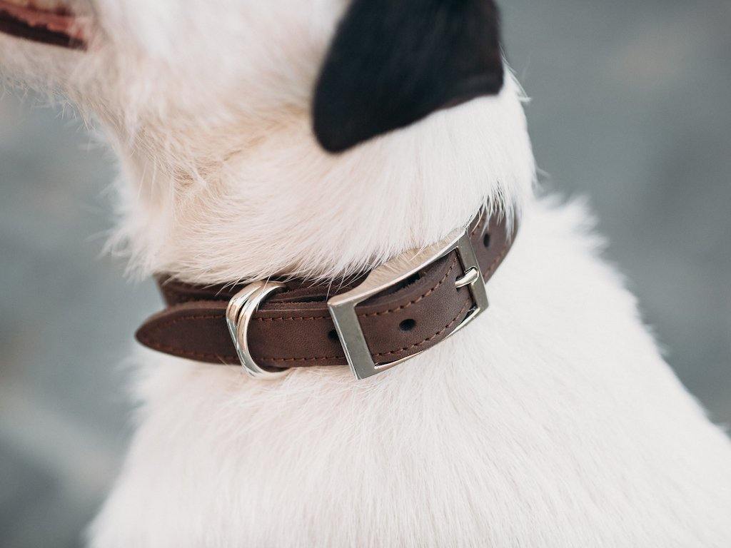Crazy Horse Leather Dog Collar - Brown - Image 5