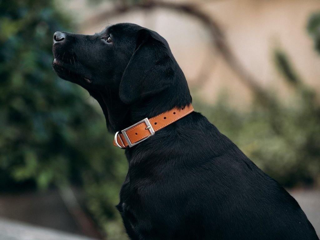 Crazy Horse Leather Dog Collar - Wheat - Image 4